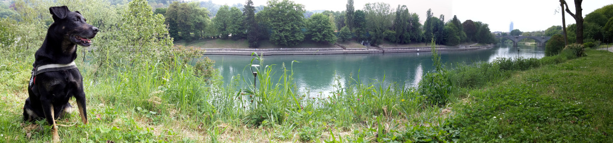Pacone